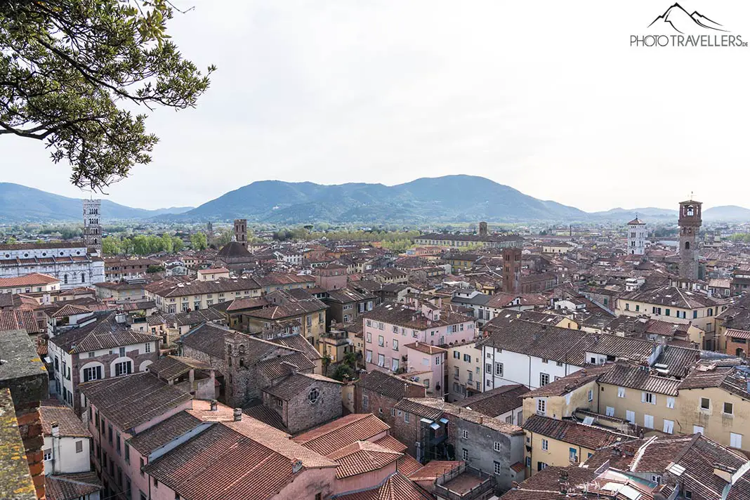 Der Blick über Lucca vom Guinigiturm
