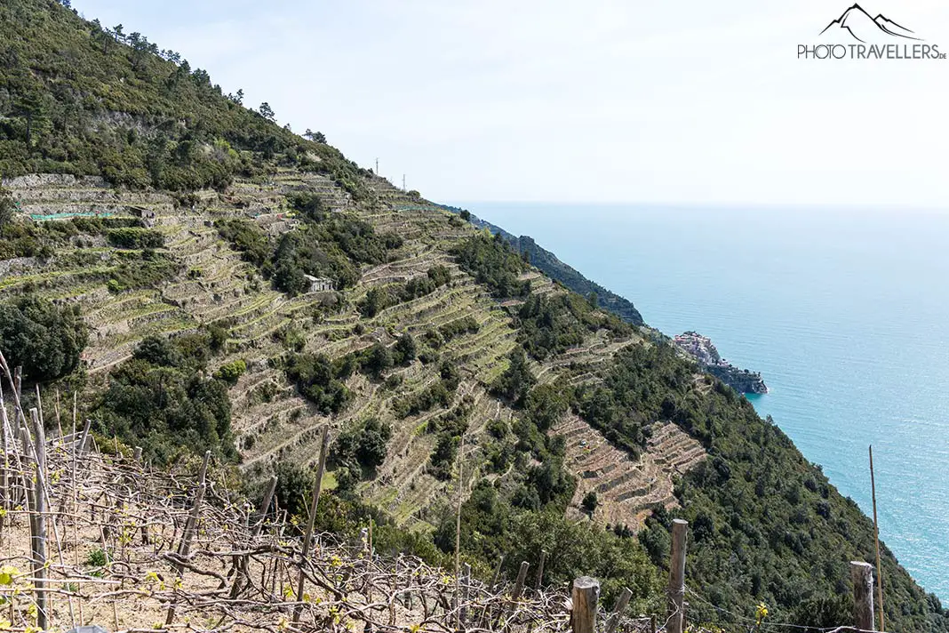 Weinberge im Nationalpark Cinque Terre