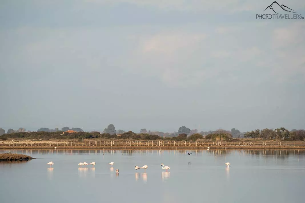 Flamingos im Wasser auf Lefkada