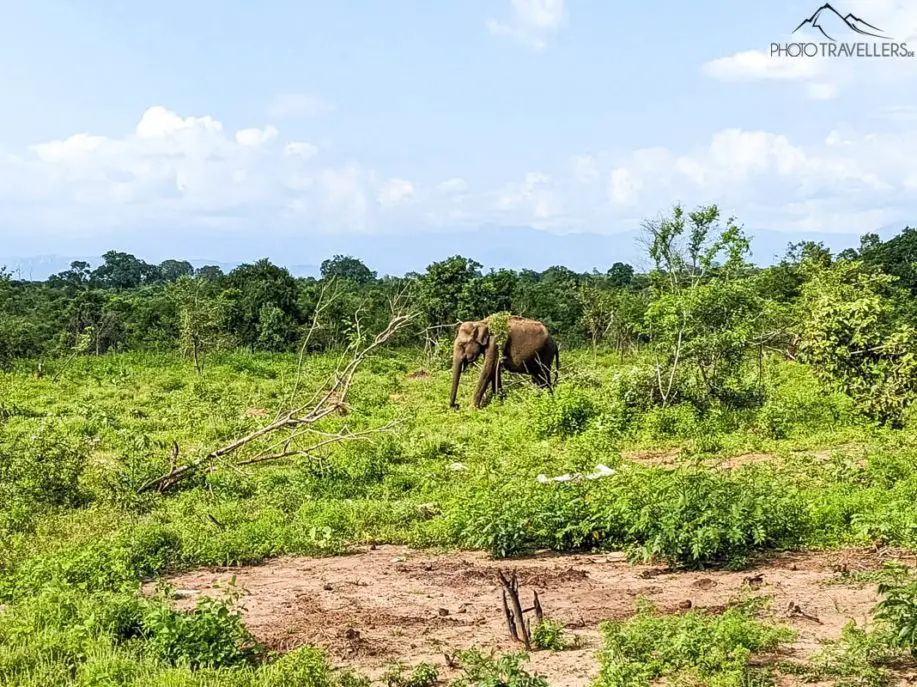 Elefant in der Landschaft Sri Lankas