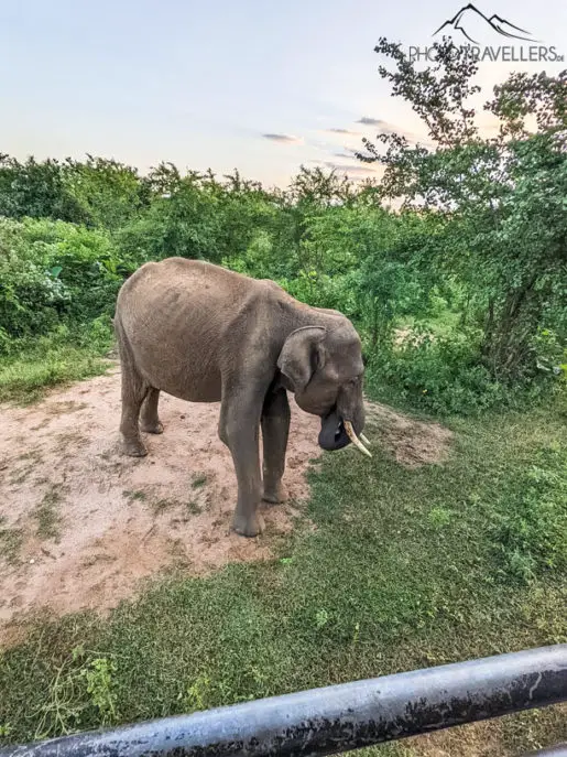 Elefant in Sri Lanka auf Safari