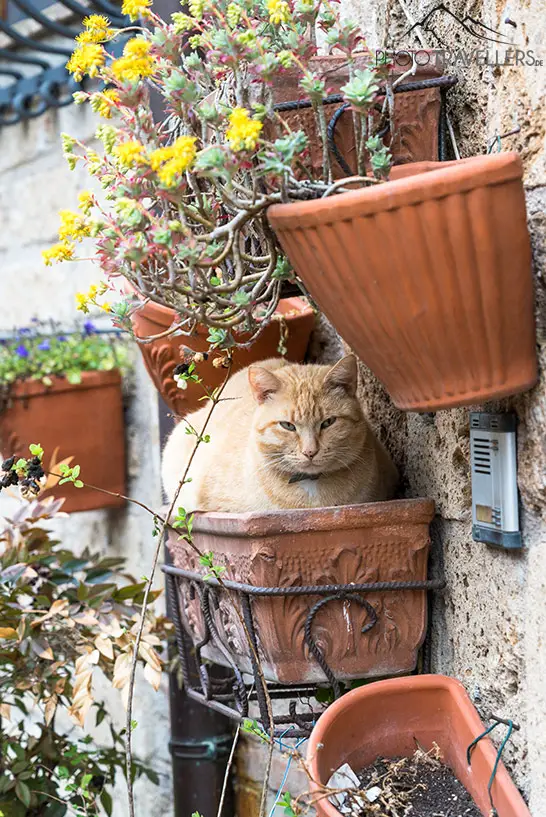Eine Katze in einem Blumenkübel