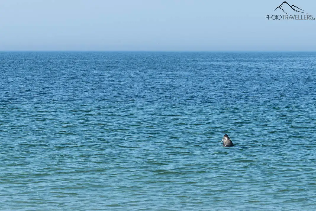 Ein Seehund im Meer auf Helgoland