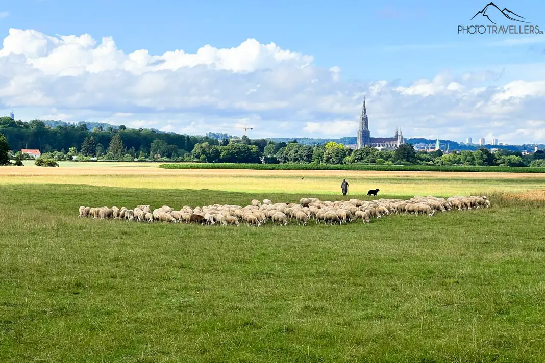 Schafe mit Schäfer vor dem Ulmer Münster