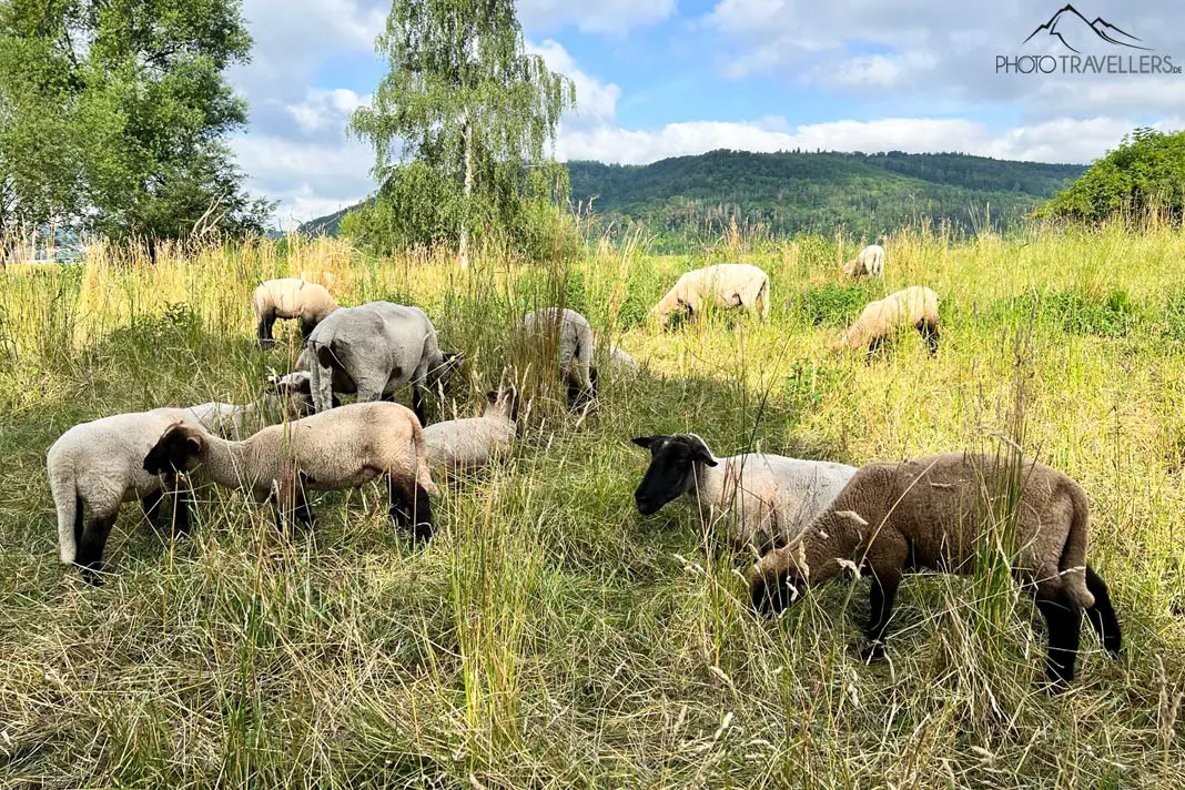 Schafe direkt am Weser-Radweg