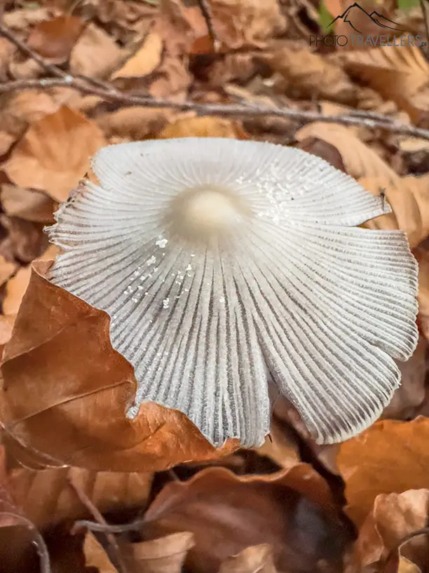 Eine Nahaufnahme von einem Pilz, fotografiert mit dem iPhone 14 Pro