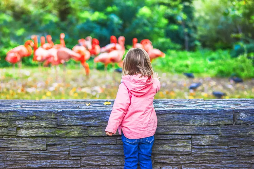 Kind in rosa Jacke bestaunt Flamingos im Pariser Zoo