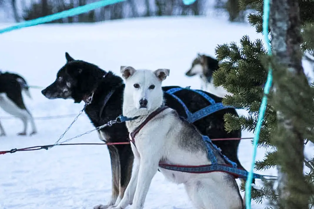 Hund vor einem Hundeschlitten in Tromso