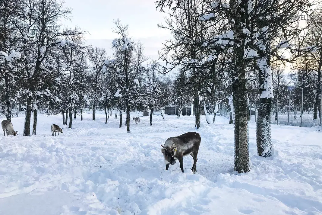 Rentiere im Wald im Winter in Tromsø