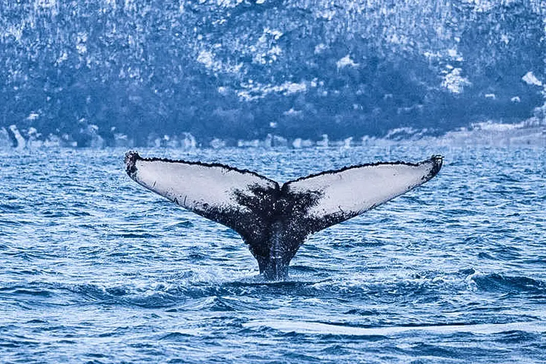 Walflosse im Meer bei Tromsø