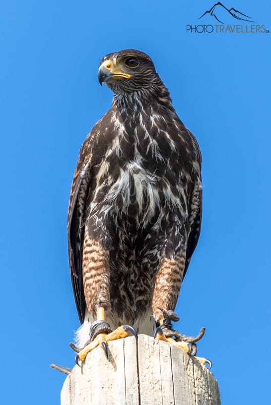 Ein Bussard in der Adlerarena Burg Landskron