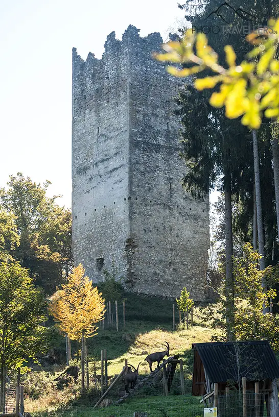 Der Turm der Burgruine Altrosegg