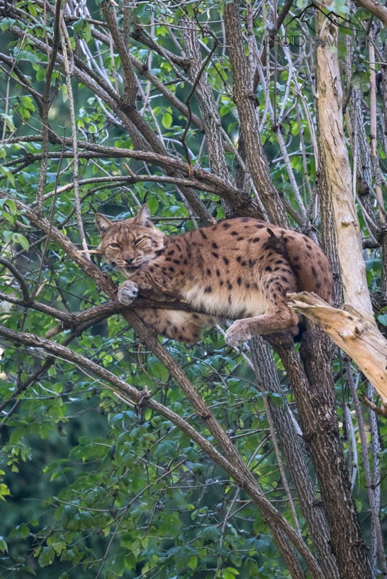 Ein Luchs in einem Baum im Tierpark Rosegg