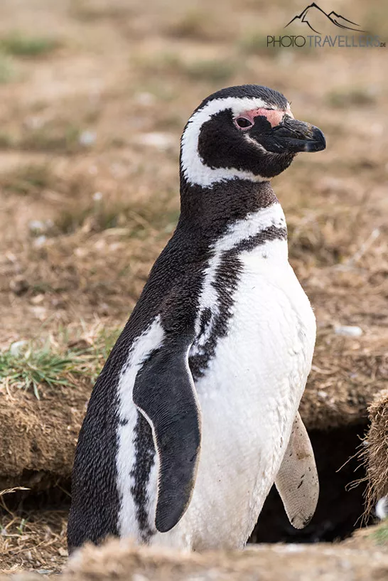 Ein Magellan-Pinguin auf der Isla Magdalena