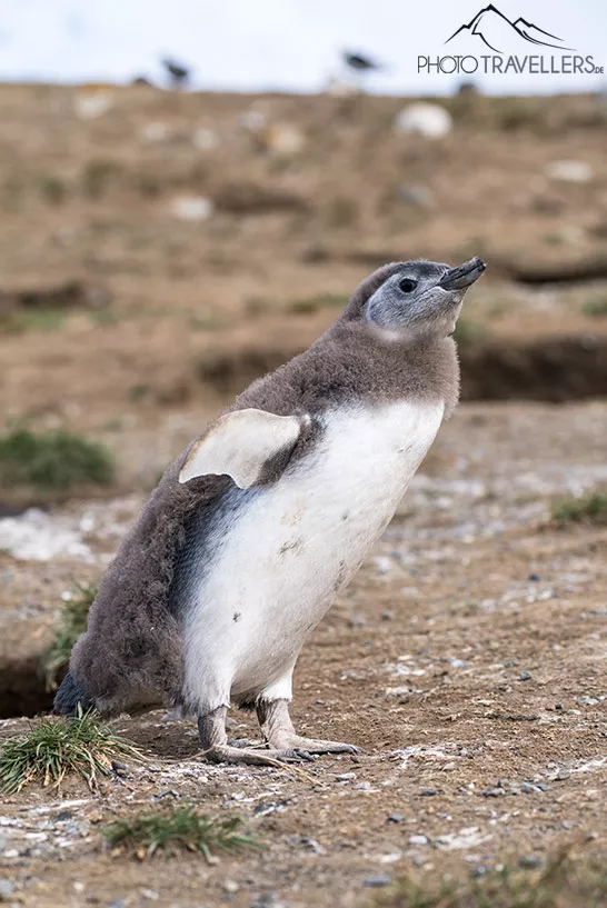 Ein junger Magellan-Pinguin auf der Isla Magdalena