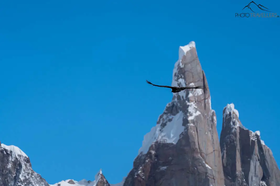 An Andean condor in front of the summit of Cerro Torre