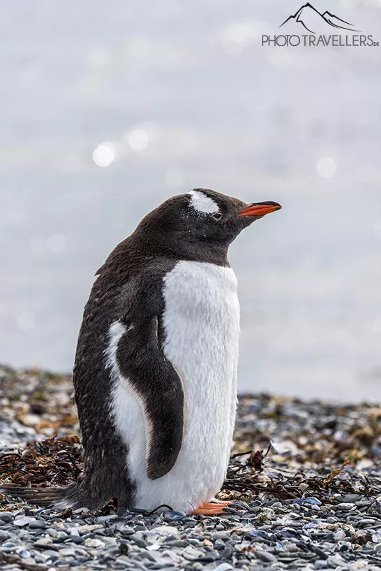 Ein junger Pinguin am Strand der Insel Isla Martillo