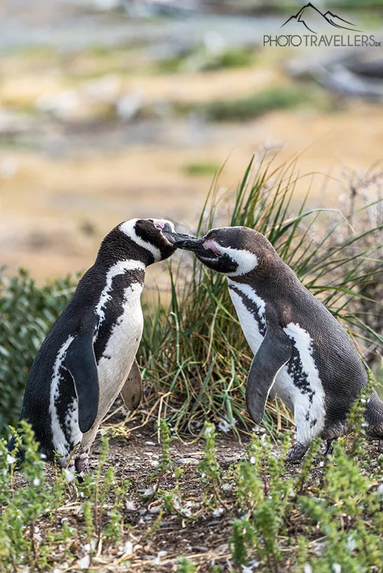 Zwei Pinguine auf der Insel Isla Martillo