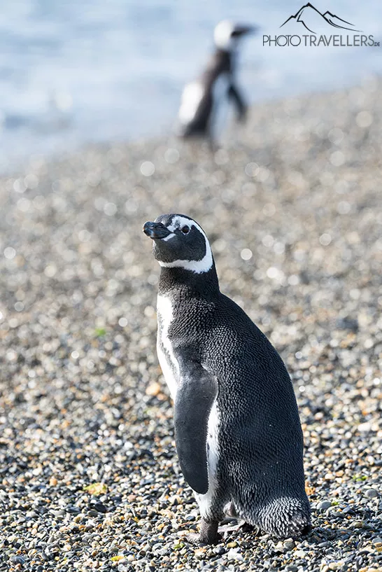 Zwei Pinguine am Strand der Insel Isla Martillo