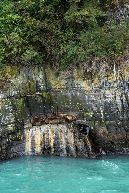 Seelöwen am Meer in einer Felswand