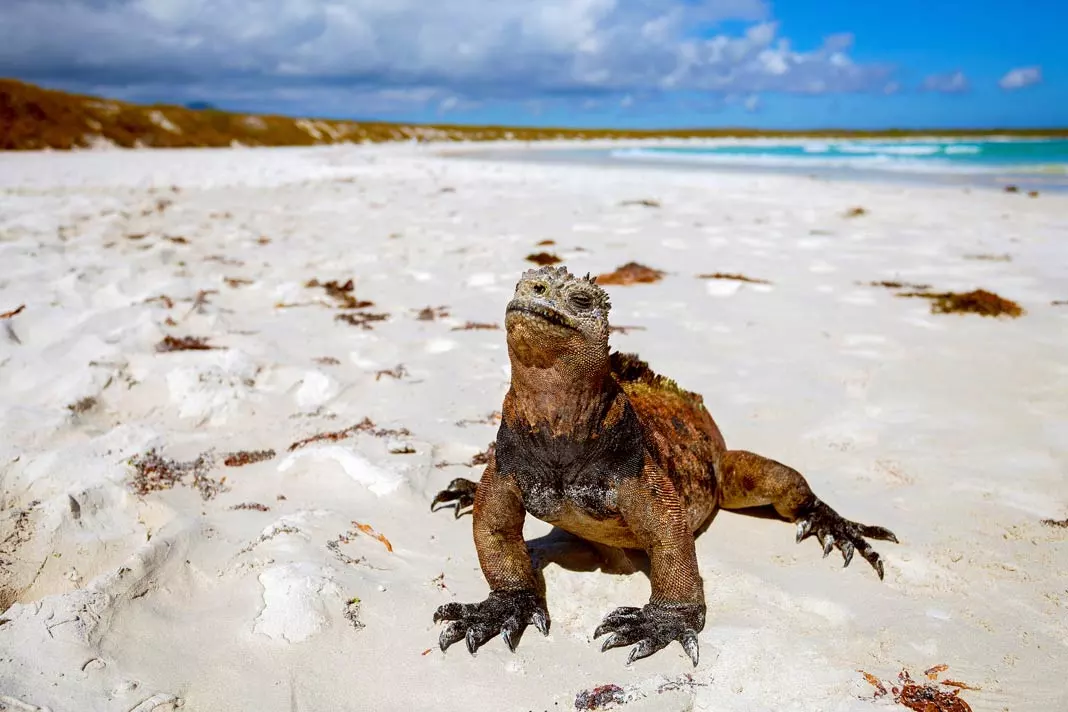 Ein Meeresleguan an einem Sandstrand auf den Galapagosinseln