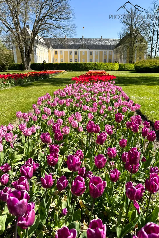Tulpen im Schlossgarten mit dem Gavnø Slot