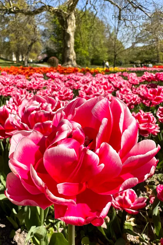 Tulpen im Schlossgarten des Gavnø Slot