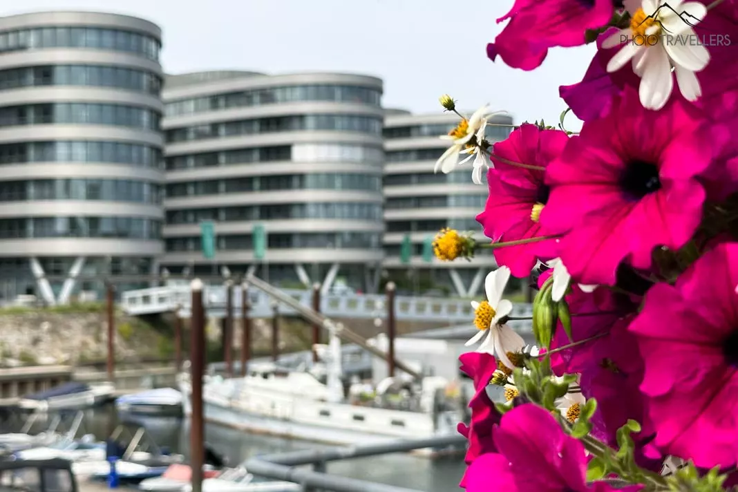 Blumen vor Gebäuden im Duisburger Innenhafen