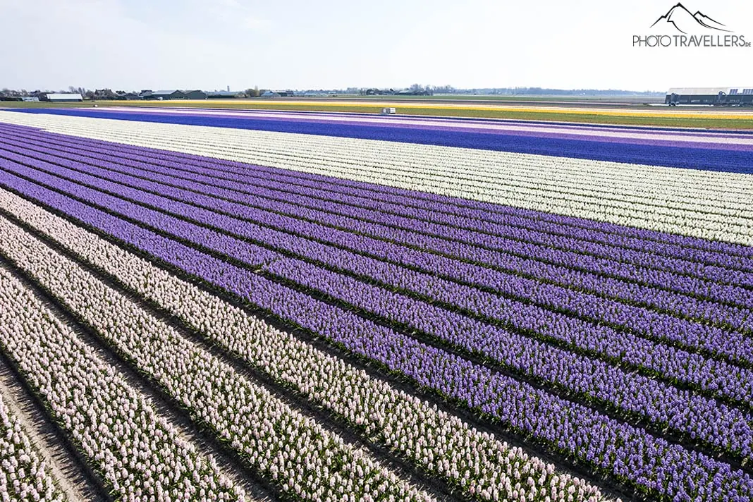 Blick auf eines der langen Tulpenfelder rings um den Keukenhof in den Niederlanden