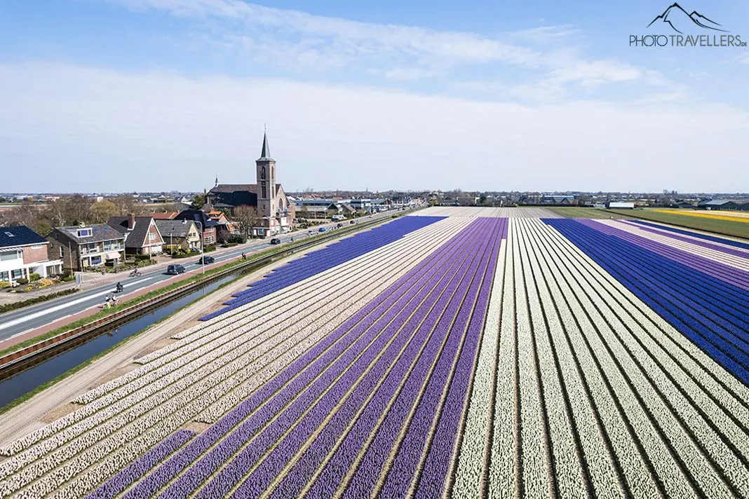 Blick von oben auf ein riesiges Tulpenfeld in den Niederlanden