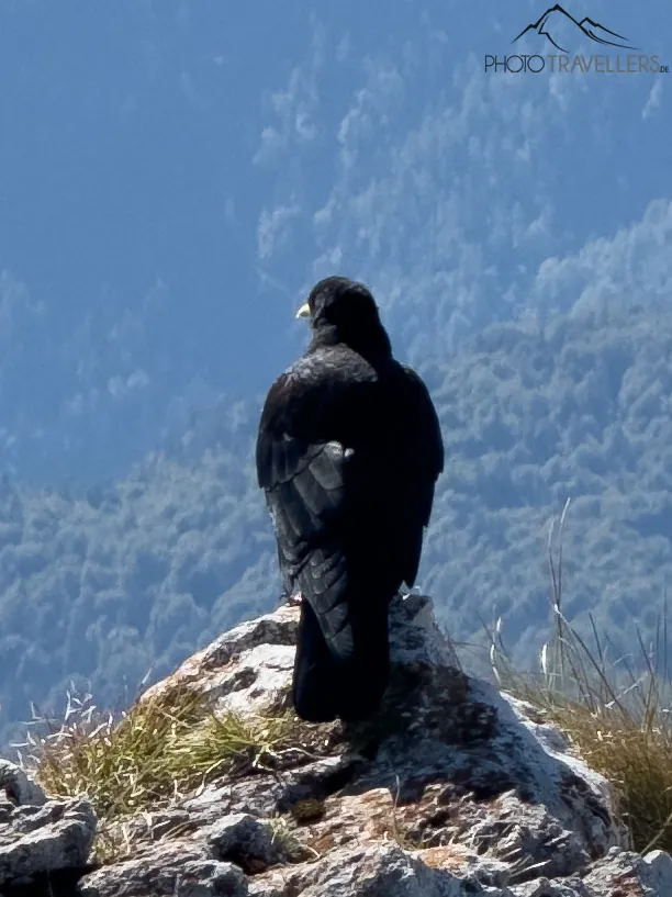 Eine Dole in den Bergen, aufgenommen mit der 5x-Linse des iPhone 15 Pro Max, in der 100-Prozent-Ansicht