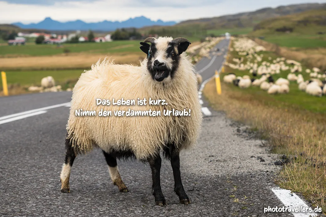 Ein Schaf mit dem Spruch "Das Leben ist kurz. Nimm den verdammten Urlaub!"
