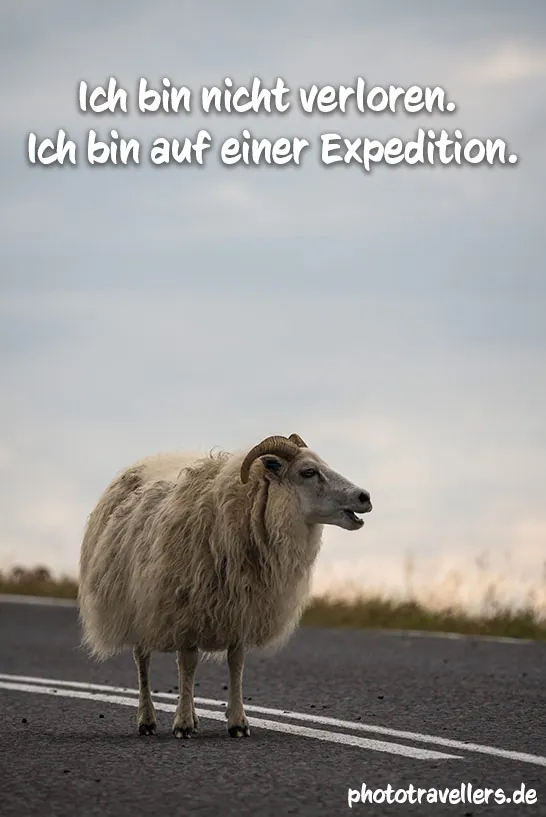 Ein Schaf mit dem Spruch "Ich bin nicht verloren. Ich bin auf einer Expedition."