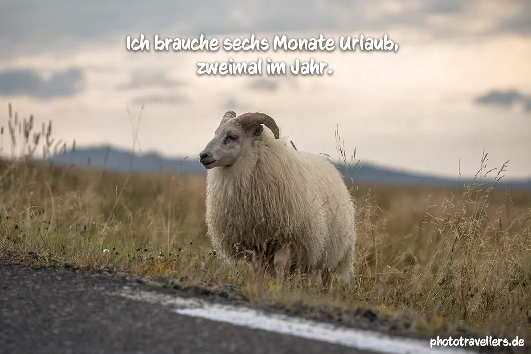 Ein Schaf mit dem Spruch "Ich brauche sechs Monate Urlaub, zweimal im Jahr."