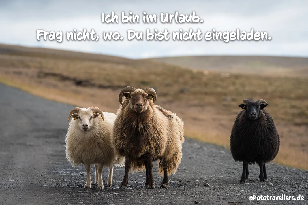 Drei Schafe auf einer Schotterstraße mit dem Spruch "Ich bin im Urlaub. Frag nicht, wo. Du bist nicht eingeladen."