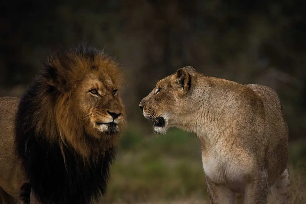 Zwei Löwen im Busch von Südafrika