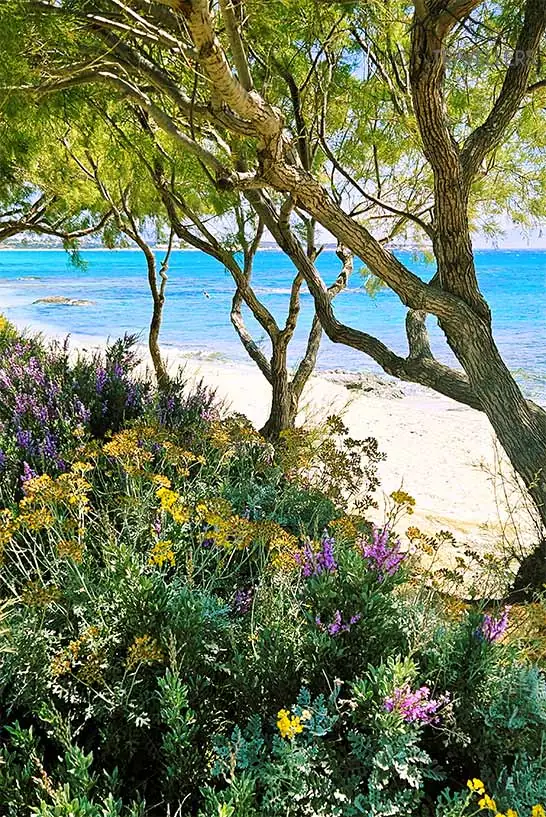 Ein Baum und bunte Sträucher zieren den Strand von Glifada