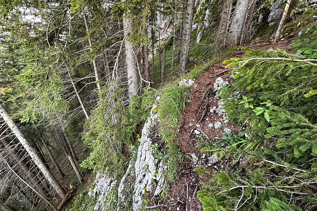 Ein schmaler Wanderweg im Wald an einem Abgrund