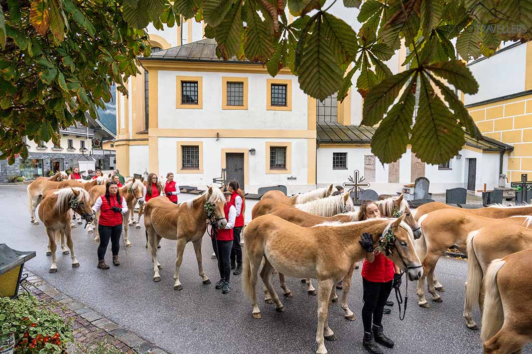 Junge Haflinger-Pferde beim Tag der Junghengste in Ebbs