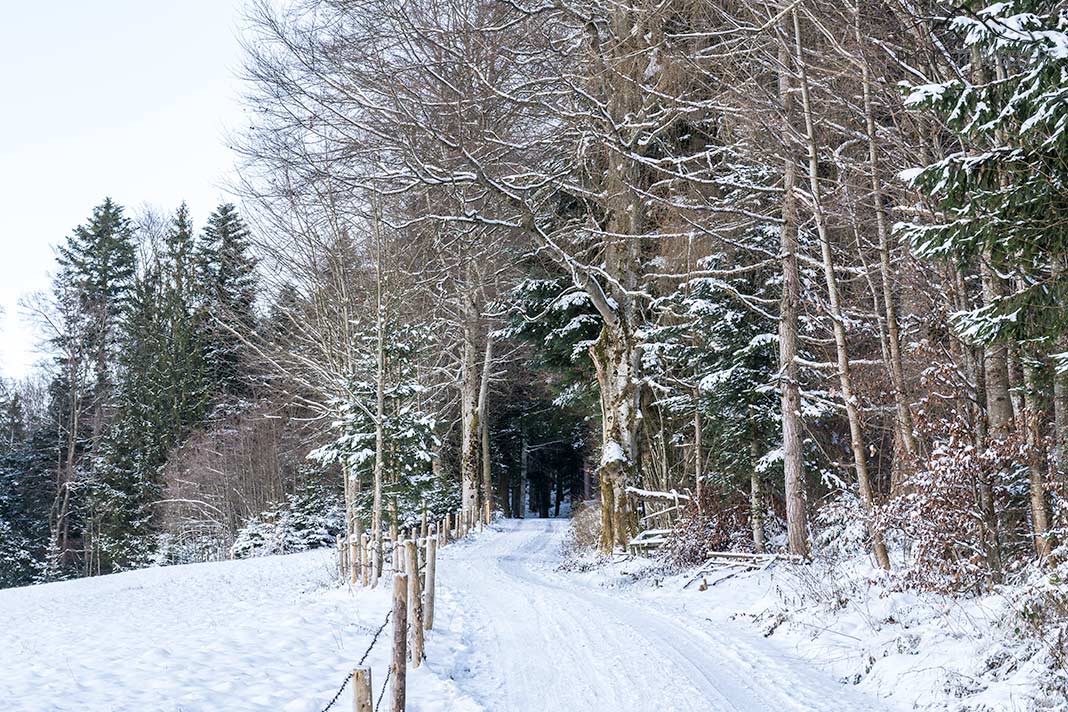 Ein verschneiter Waldweg