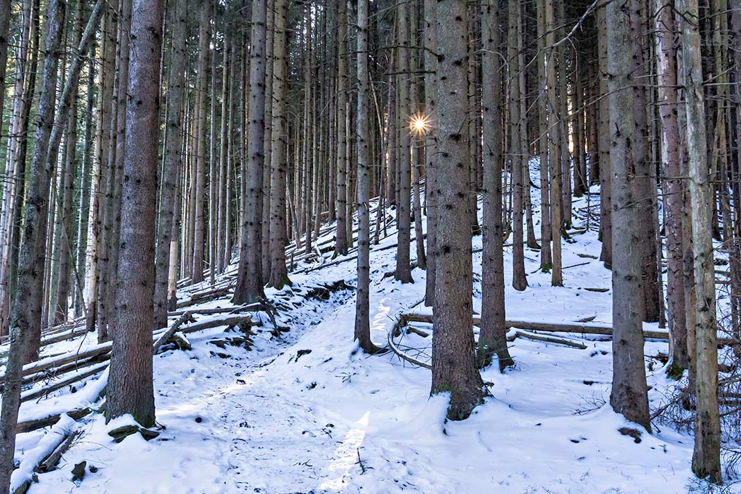 Ein verschneiter Steig im Wald