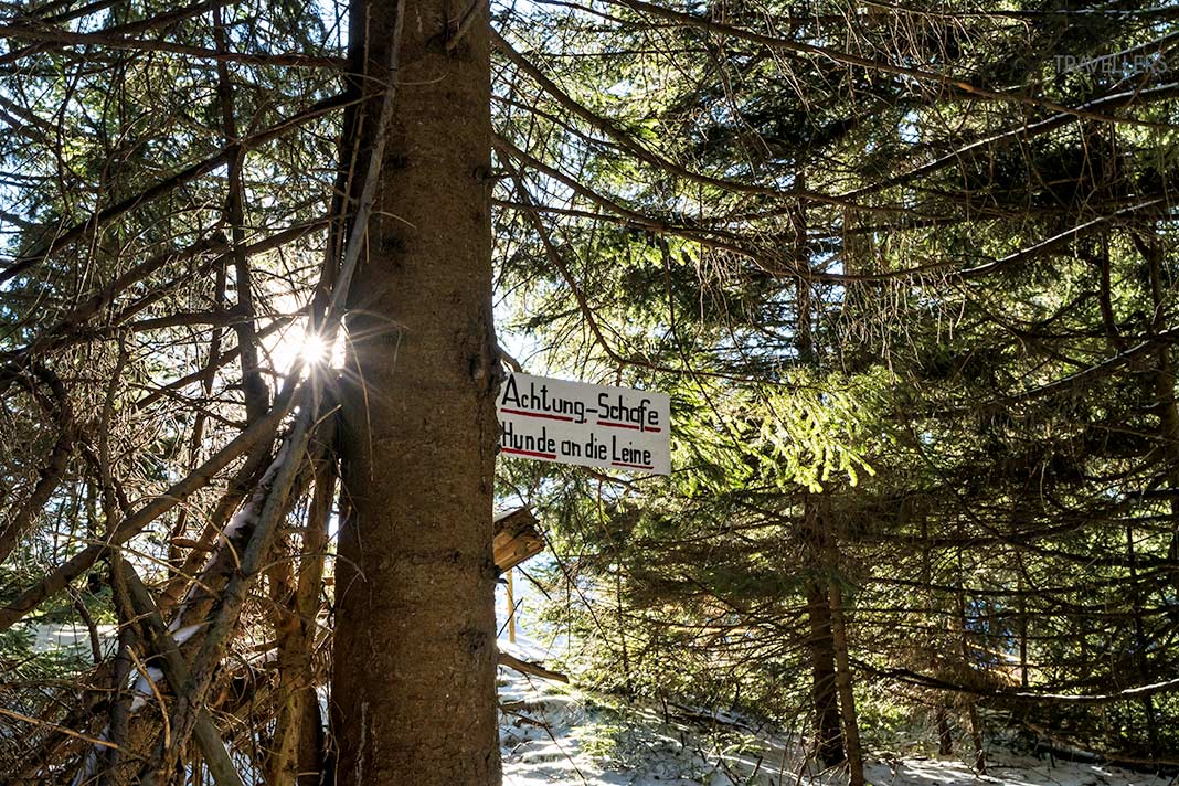 Ein Schild "Achtung Schafe" im Wald