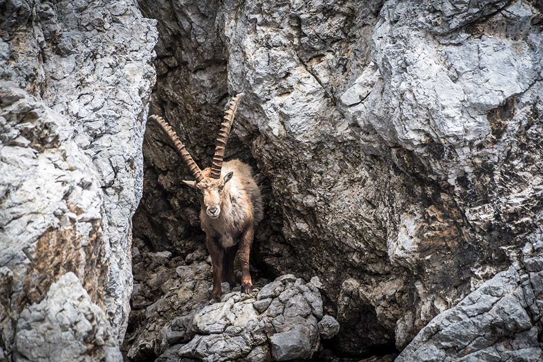 Ein ausgewachsener Steinbock in einer Felshöhle