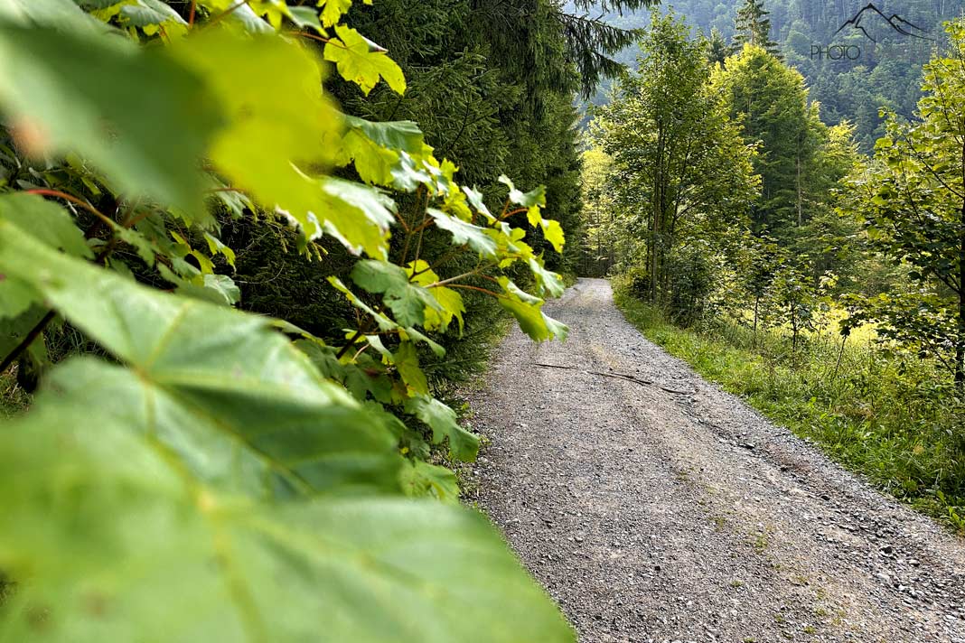 Ein breiter Fahrweg durch den Wald