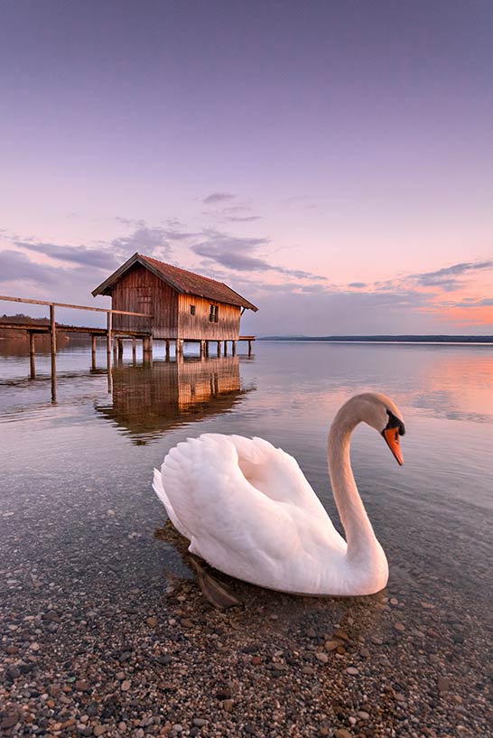 Ein Schwan vor einem Bootshaus