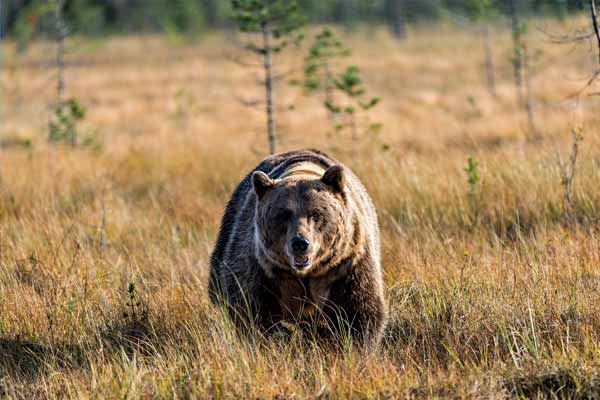 Ein Bär in Finnland