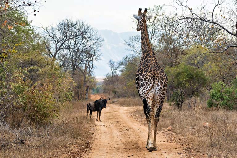 Gnu und Giraffe auf einem Feldweg, Südafrika