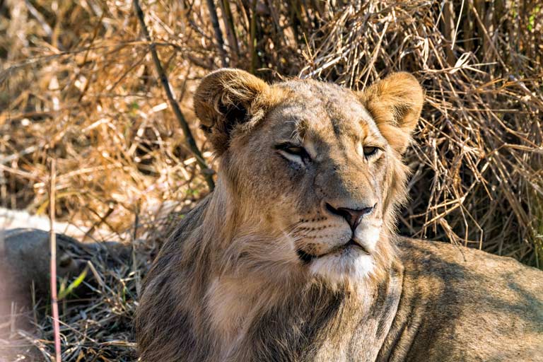 Löwe in der Wildnis, Südafrika