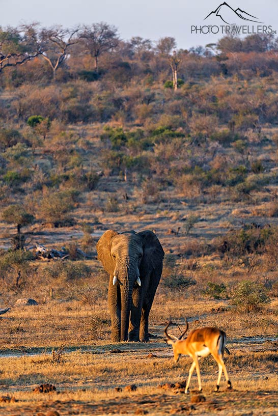Ein Elefant frontal aufgenommen, Südafrika