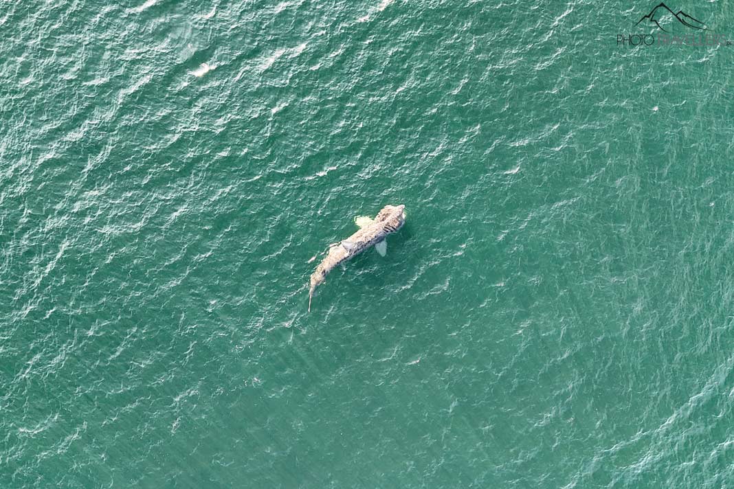 Ein Basking Shark im Meer, Irland
